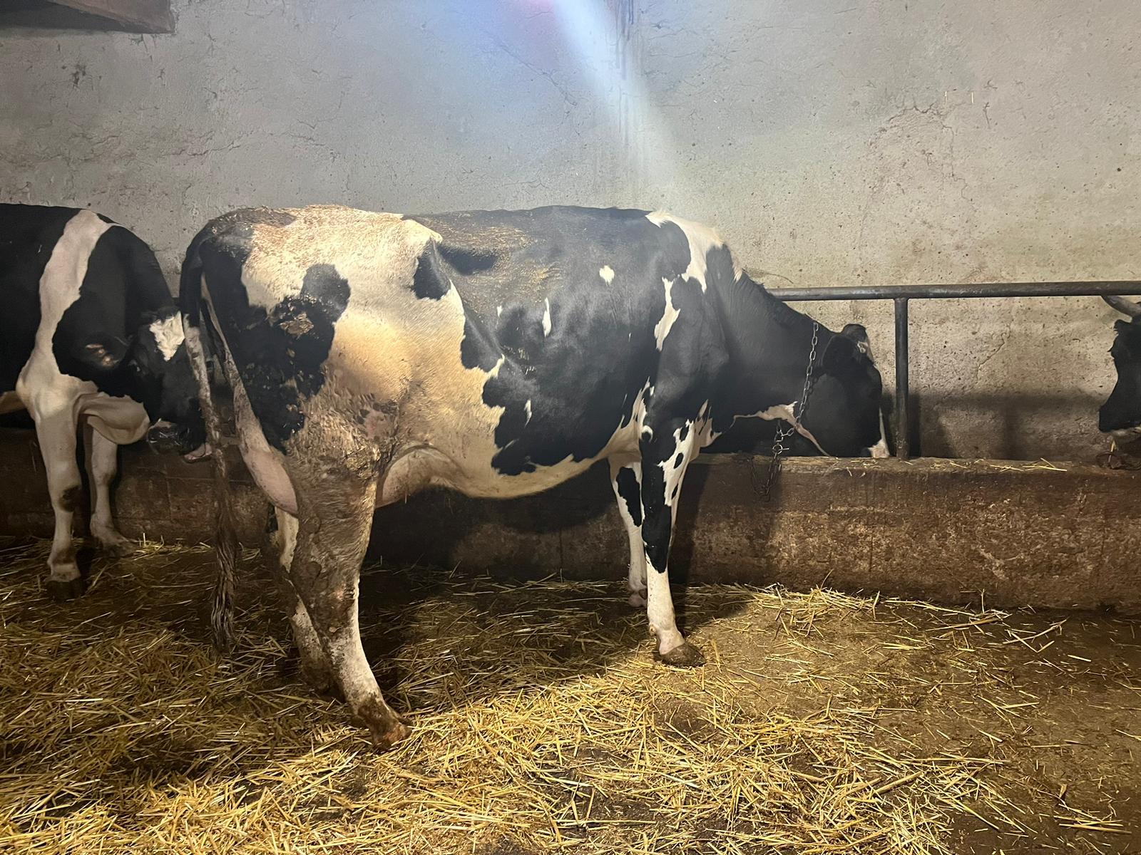 Holstein Simental Irk Buzağılı İnek